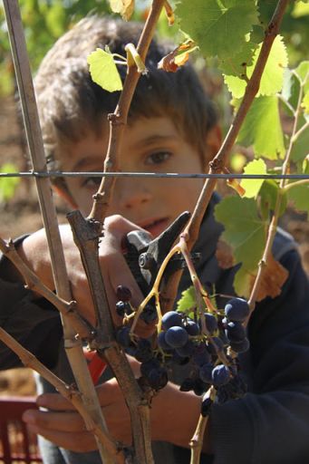 Vendanges Manuelles!